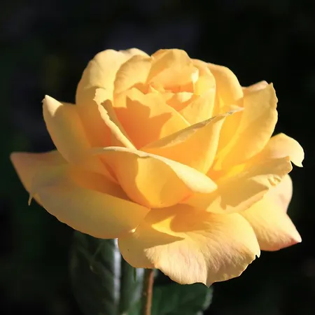 Apartments With Parking Space Mastrinka, Ciovo - 9428 Trogir